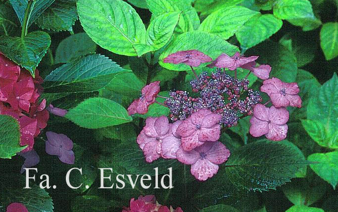 Hydrangea macrophylla 'Dancing Lady'