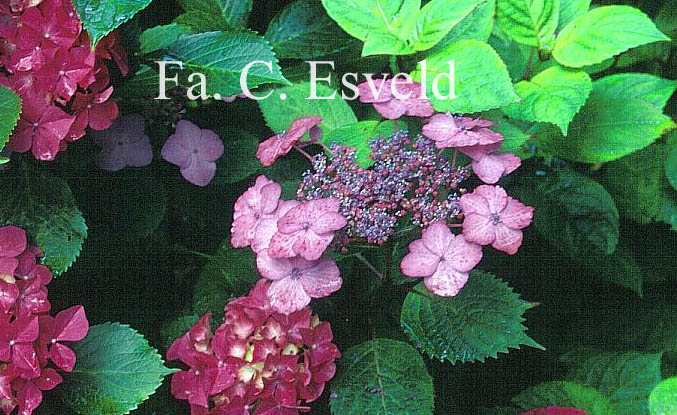 Hydrangea macrophylla 'Dancing Lady'