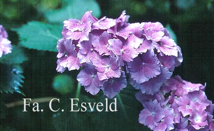 Hydrangea macrophylla 'Hamburg'