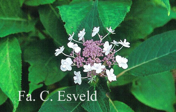 Hydrangea involucrata 'Plena'