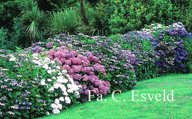 Hydrangea macrophylla