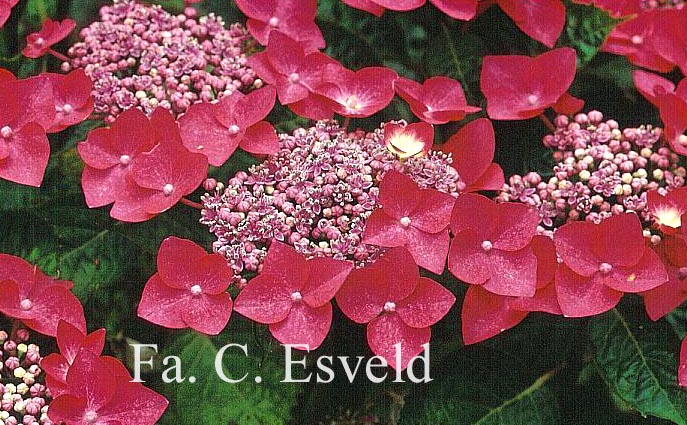 Hydrangea macrophylla 'Fasan' (TWILIGHT)