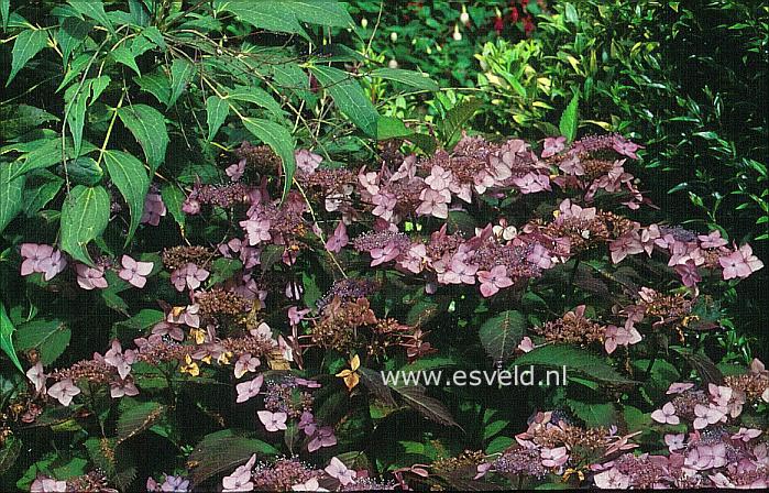 Hydrangea serrata