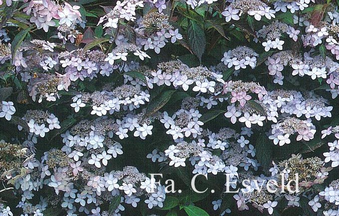 Hydrangea serrata 'Tiara'