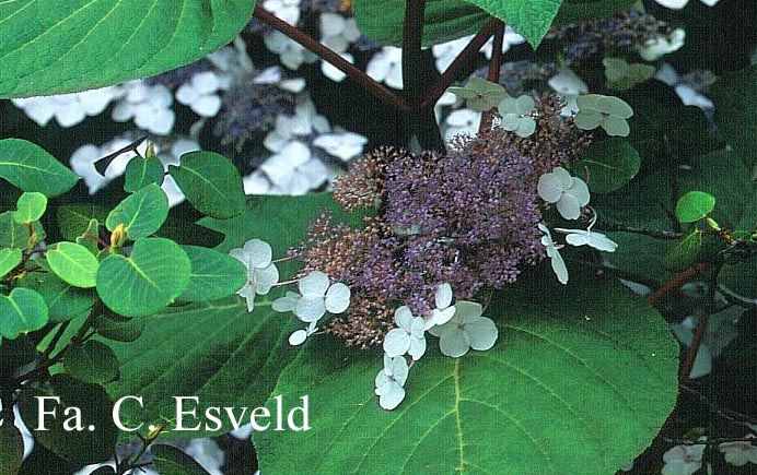 Hydrangea aspera subsp. robusta