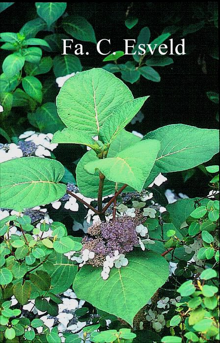 Hydrangea aspera subsp. robusta