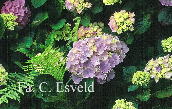 Hydrangea macrophylla 'Mein Liebling'