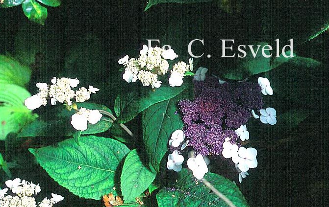 Hydrangea aspera 'Peter Chappell'