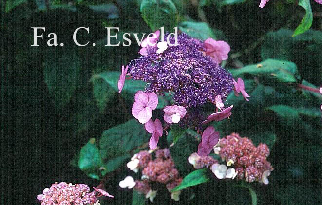 Hydrangea villosa 'Anthony Bullivant'