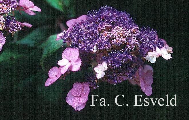 Hydrangea villosa 'Anthony Bullivant'