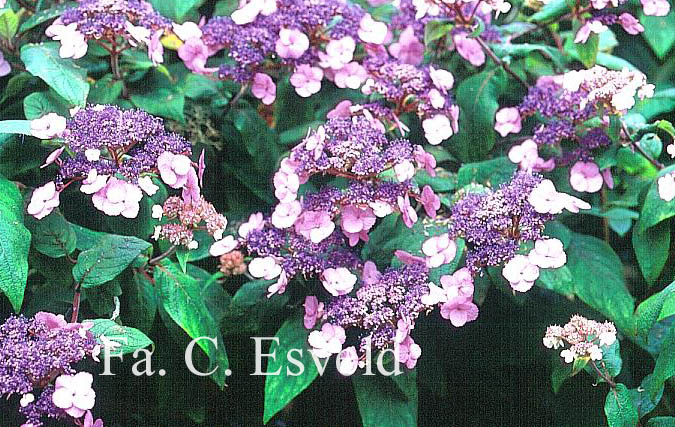 Hydrangea villosa 'Anthony Bullivant'