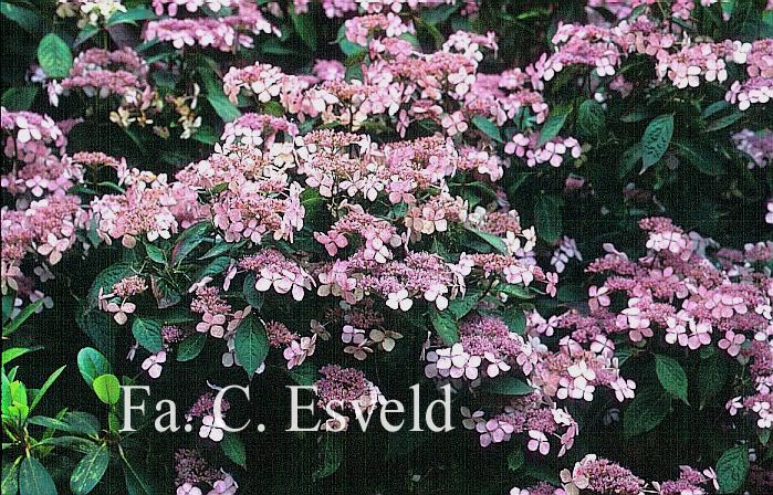 Hydrangea serrata 'Bluebird'