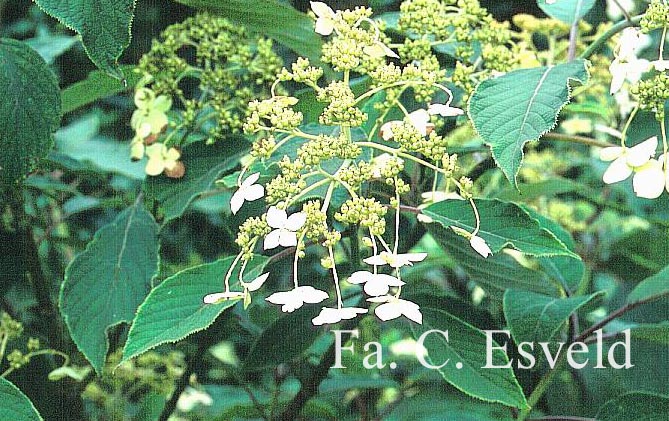 Hydrangea heteromalla