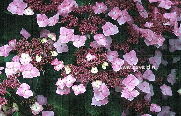 Hydrangea macrophylla 'Juno' (syn. 'Hidcote Pink')