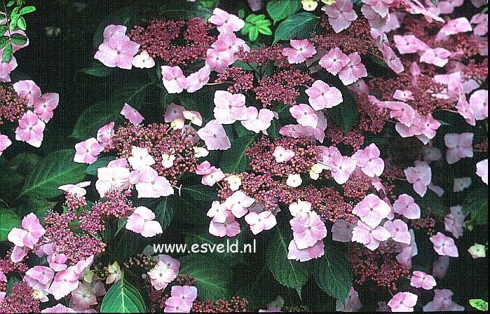 Hydrangea macrophylla 'Juno' (syn. 'Hidcote Pink')