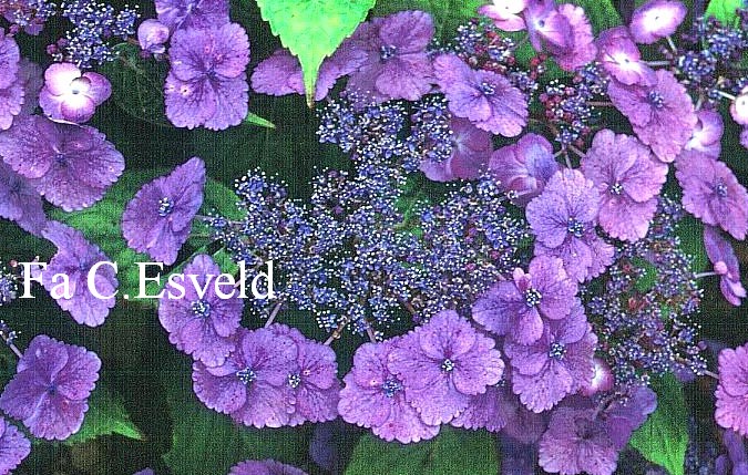 Hydrangea macrophylla 'Klaveren'