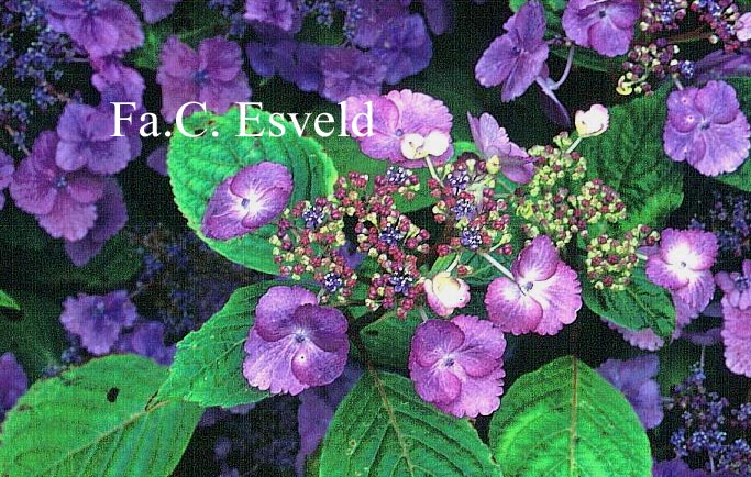 Hydrangea macrophylla 'Klaveren'