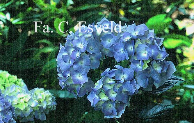 Hydrangea macrophylla 'Gertrud Glahn'