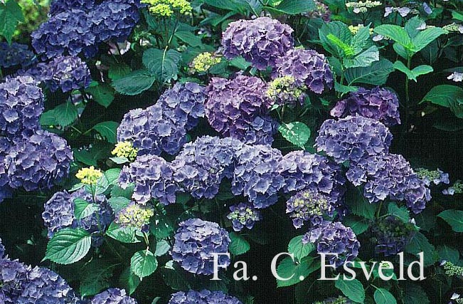 Hydrangea macrophylla 'Altona'