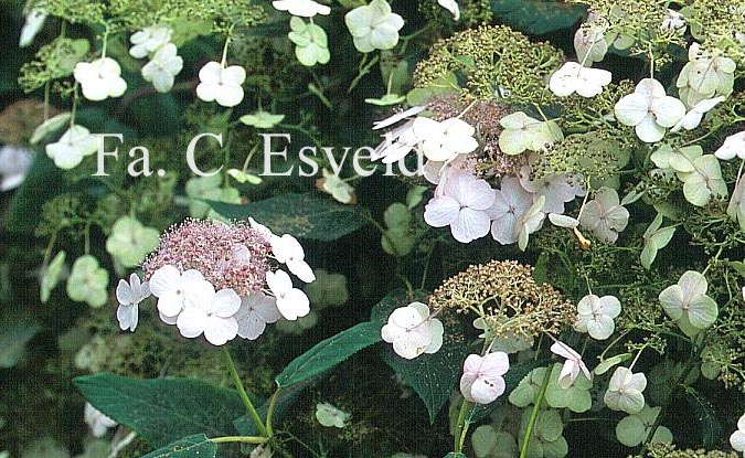 Hydrangea aspera rubusta var. longipes