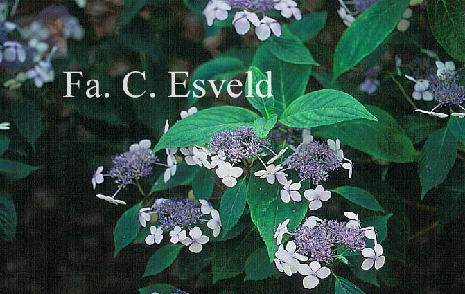 Hydrangea serrata 'Bluebird'