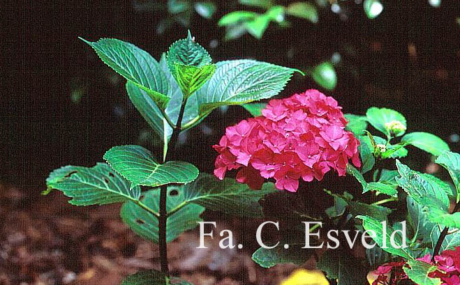 Hydrangea macrophylla 'Oregon Pride'