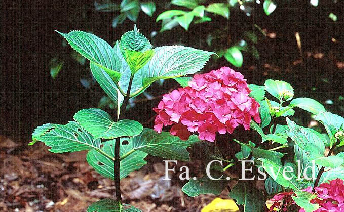 Hydrangea macrophylla 'Oregon Pride'