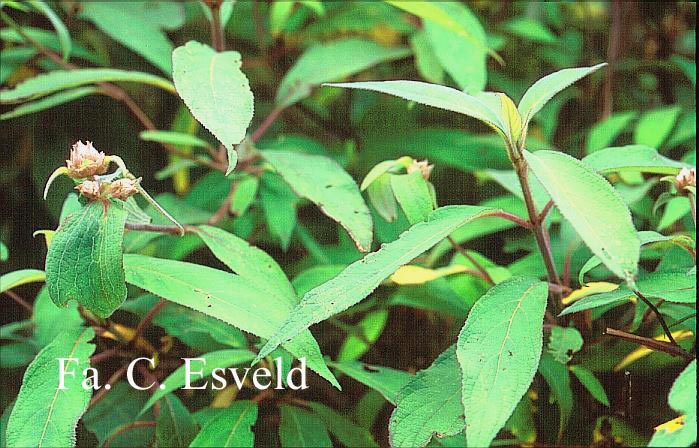 Hydrangea aspera f. kawakamii x involucrata