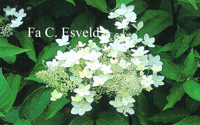 Hydrangea paniculata