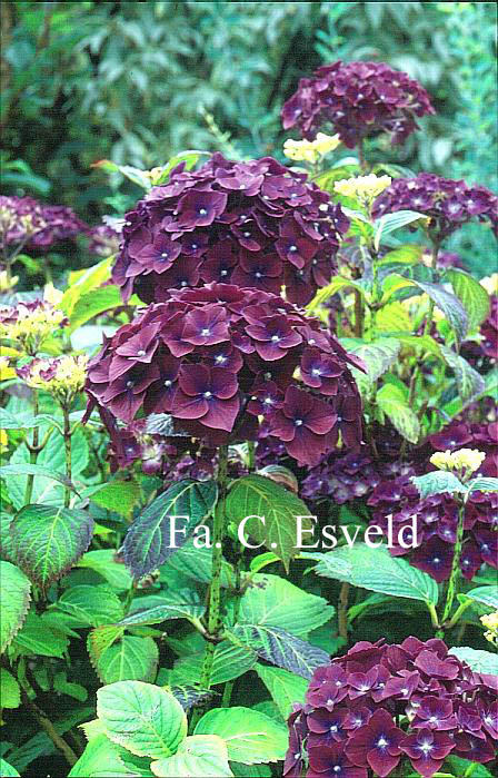 Hydrangea macrophylla 'Holehird Purple'