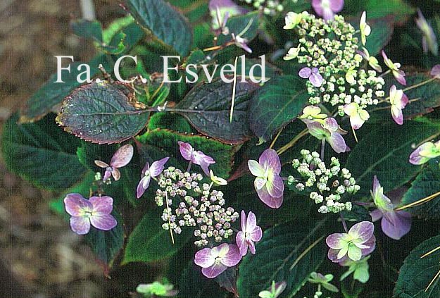 Hydrangea serrata 'Maiko'