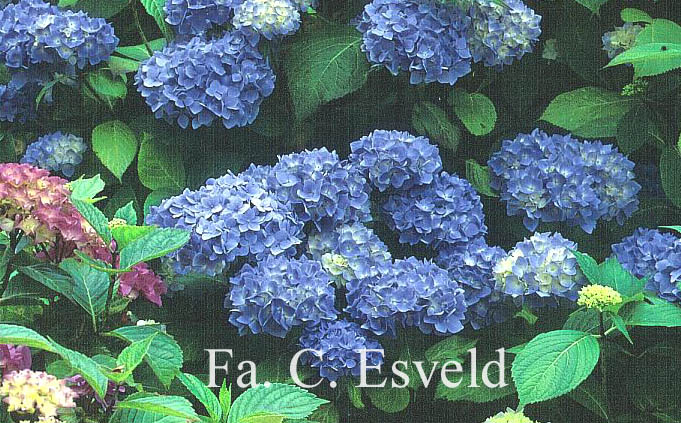 Hydrangea macrophylla 'Mme. Faustin Travouillon'