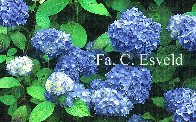 Hydrangea macrophylla 'Mme. Faustin Travouillon'