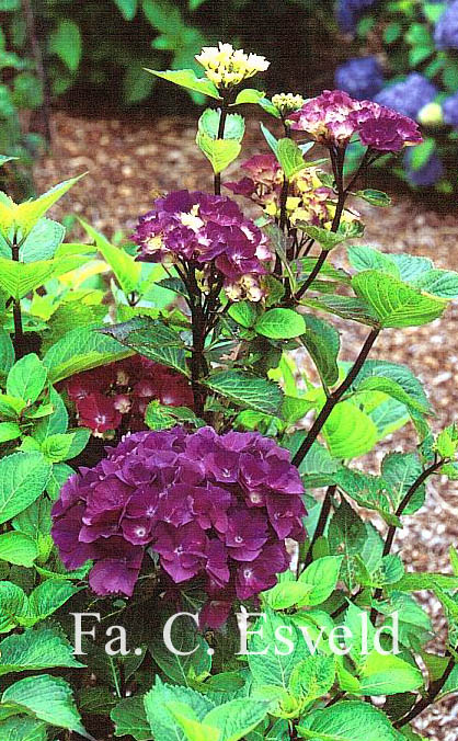 Hydrangea macrophylla 'Oregon Pride'