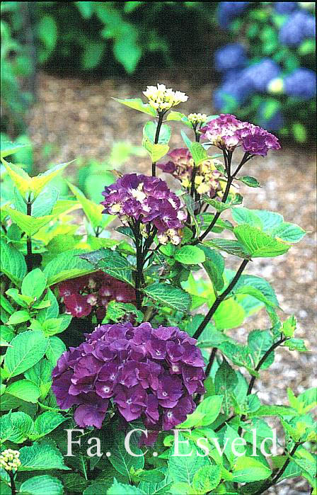 Hydrangea macrophylla 'Oregon Pride'