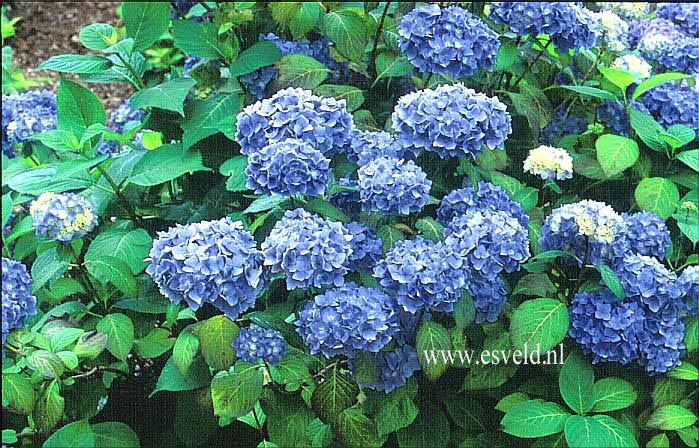 Hydrangea macrophylla 'Blue Bonnet'