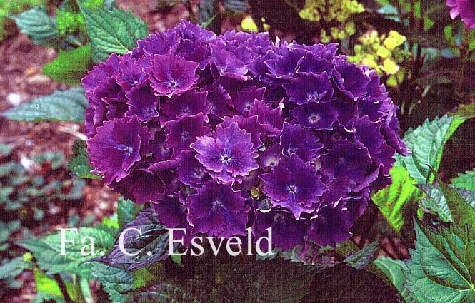 Hydrangea macrophylla 'Altona'