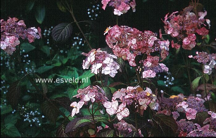 Hydrangea serrata