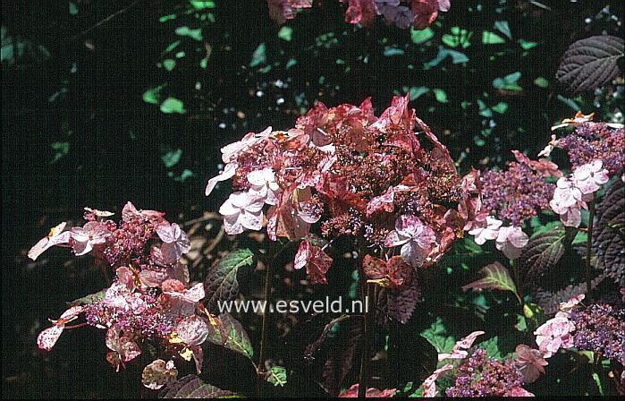 Hydrangea serrata