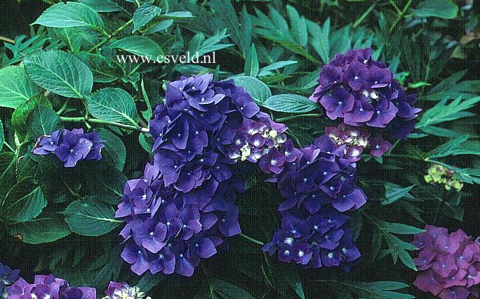 Hydrangea macrophylla 'Enziandom'