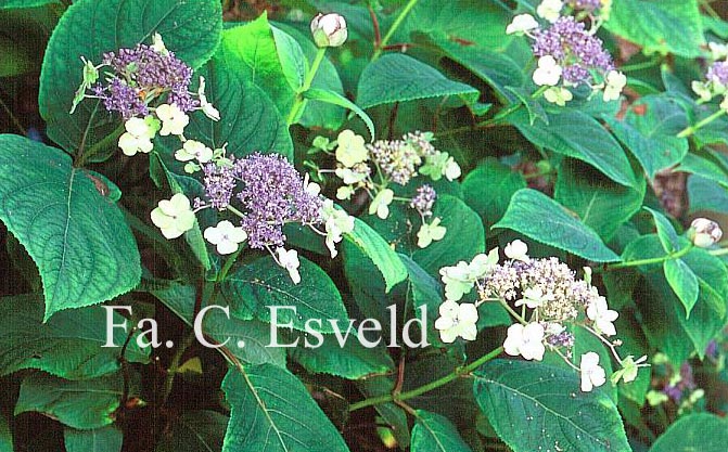 Hydrangea involucrata 'Viridescens'