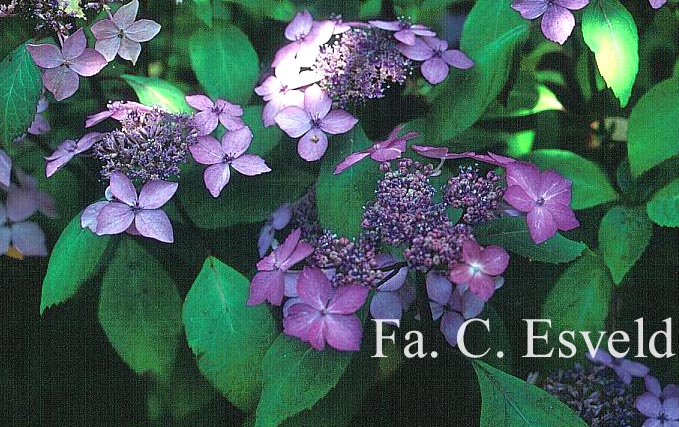 Hydrangea serrata 'Kuro hime'