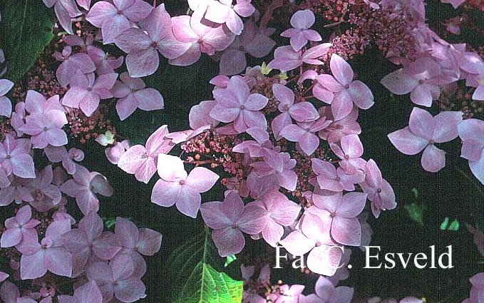 Hydrangea macrophylla 'Dr. Jean Varnier'