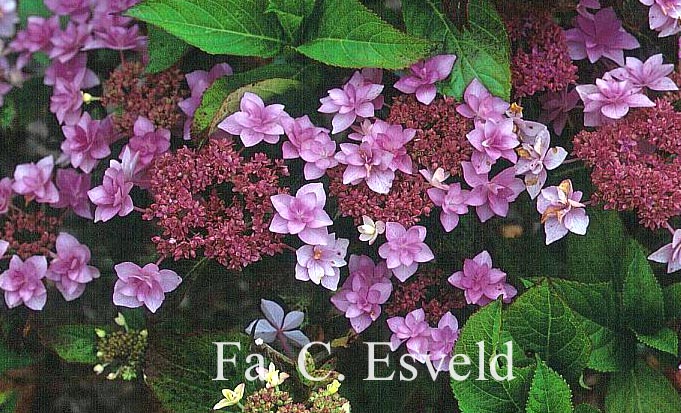 Hydrangea macrophylla 'Jogosaki'