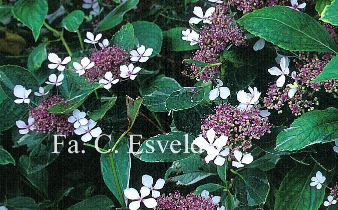 Hydrangea macrophylla 'Maculata'