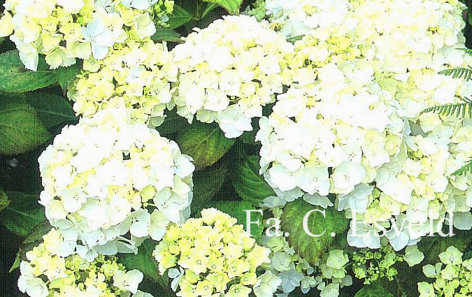 Hydrangea macrophylla 'Ave Maria'