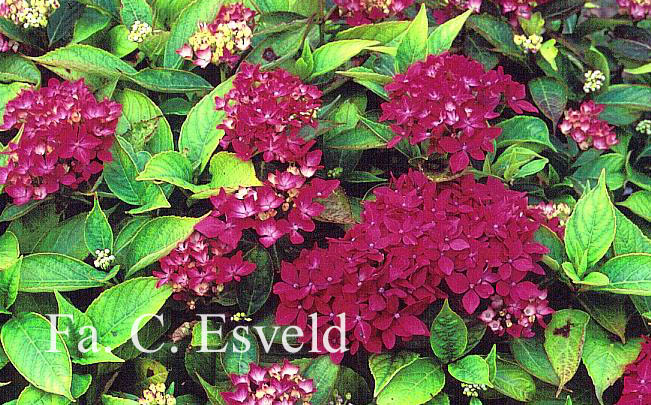 Hydrangea macrophylla 'Hoernli'