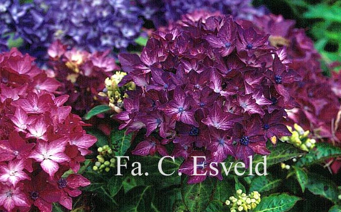 Hydrangea macrophylla 'Pia'