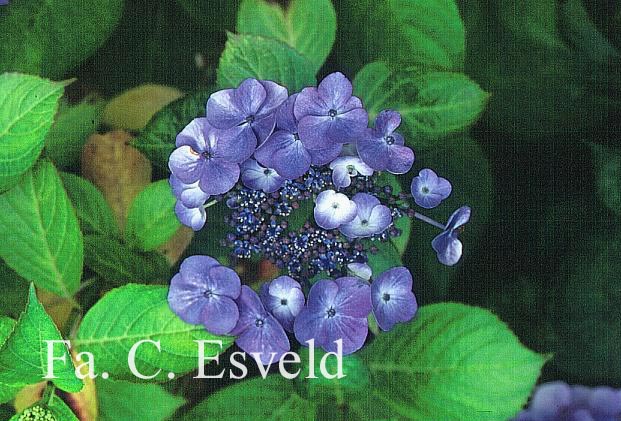 Hydrangea macrophylla 'Blauling'