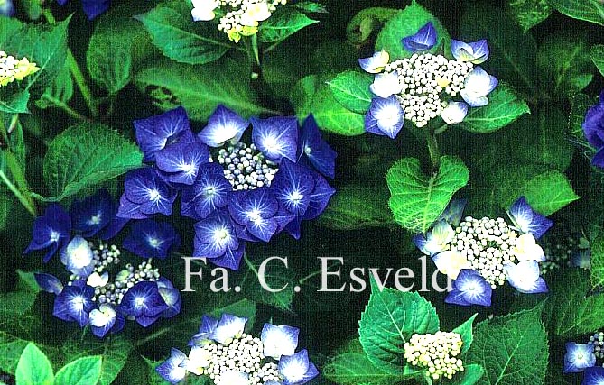 Hydrangea macrophylla 'Blaumeise' (syn.'Blue Sky')